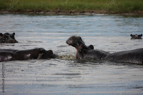 Wild Africa Botswana savannah African Hippo animal mammal