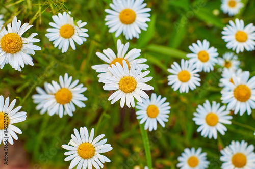 Daisy flowers © Georgy Dzyura