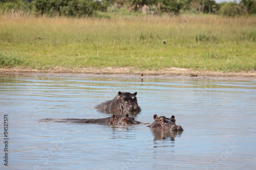 Wild Africa Botswana savannah African Hippo animal mammal © Valerijs Novickis