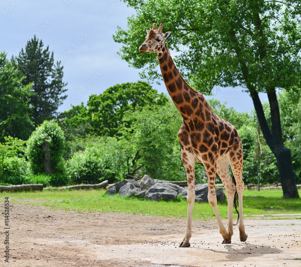 Giraffe walking in wildlife park. Giraffe walking in wildlife park.