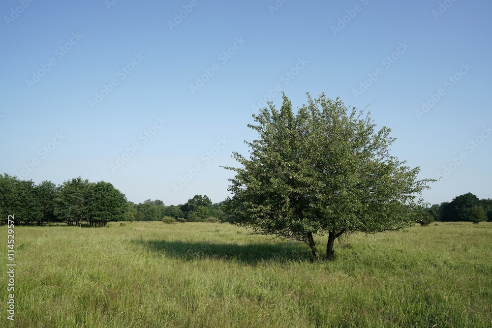 einzelner Baum auf einer Wiese im Park einzelner Baum auf einer Wiese im Park