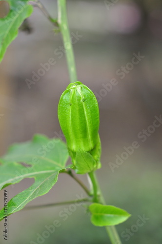 Green bud