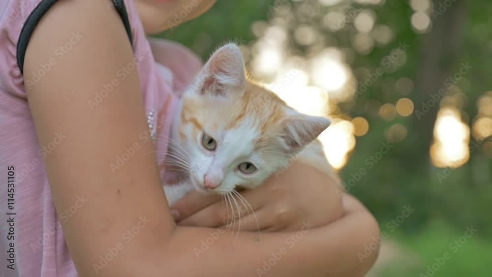 girl brunette holding kitten in her cat teen arms love outdoors girl brunette holding kitten in her cat teen arms love outdoors