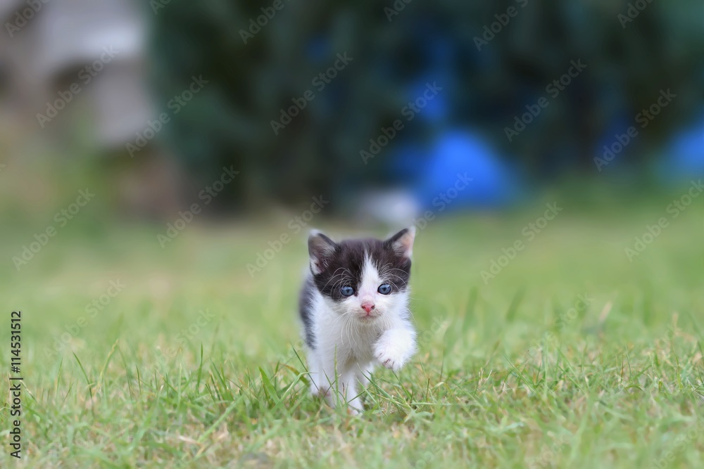 Beautiful small kitten with blue eyes.