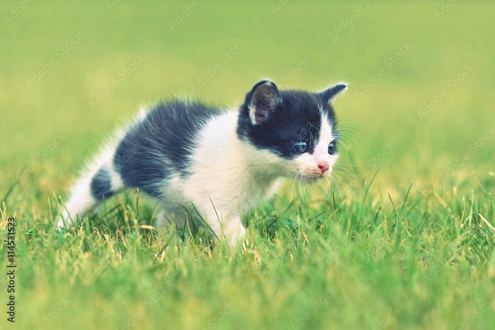 Beautiful small kitten with blue eyes. Beautiful small kitten with blue eyes.