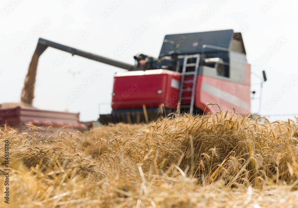 Fototapeta premium Combine harvesting wheat