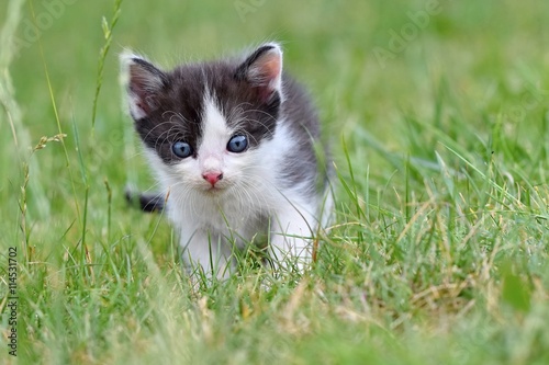 Beautiful small kitten with blue eyes.