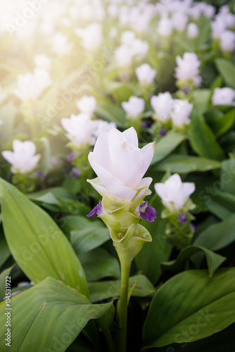 Siam Tulip in bright white  Pa Hin Ngam National Park Chaiyaphum in Thailand.