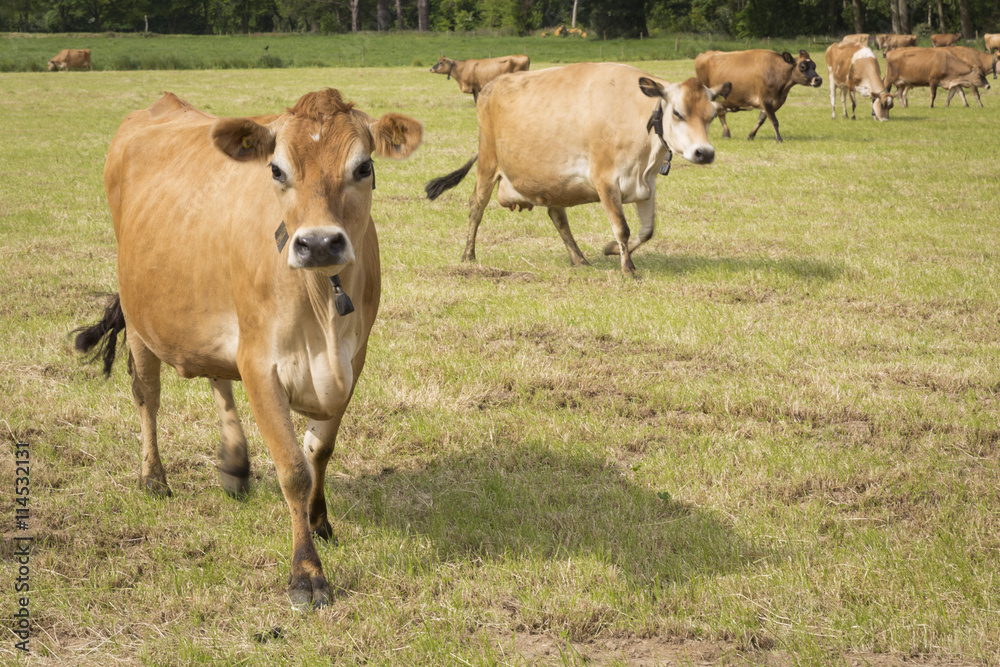 Typische Kühe auf der Kanalinsel Jersey, UK