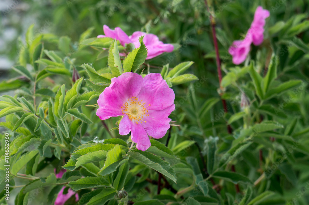 Rosehip flower 