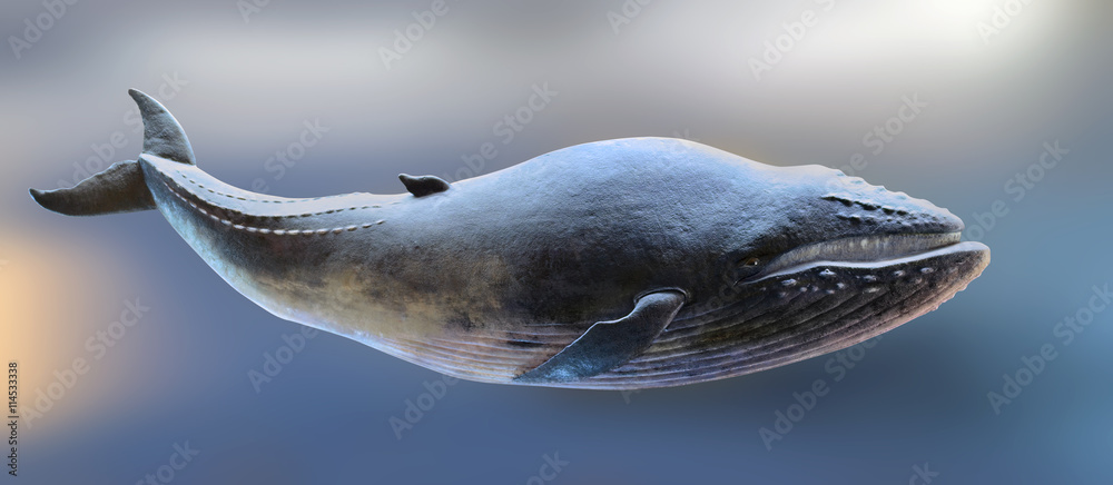 Fototapeta premium Whale model