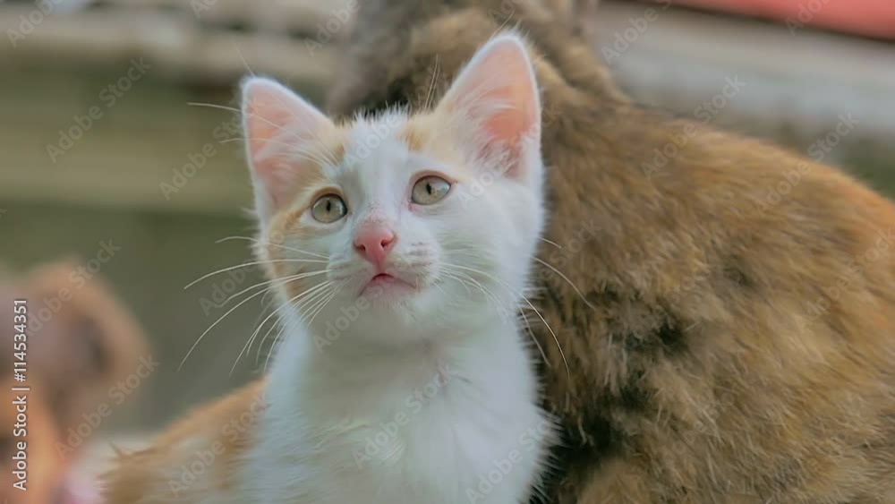 red kitten sitting next to mother cat outdoors slow motion video red kitten sitting next to mother cat outdoors slow motion video