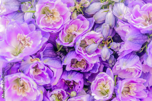 Fototapeta Naklejka Na Ścianę i Meble -  Closeup of violet flowers, floral background