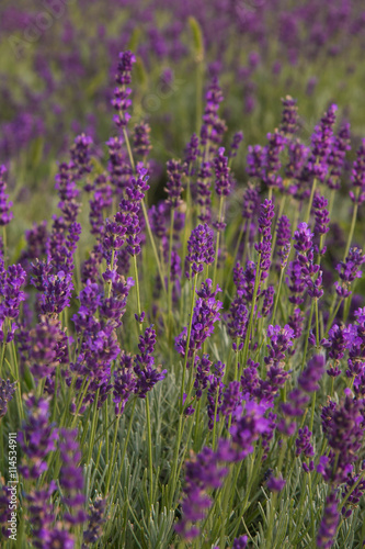 Violet lavender field in Provence