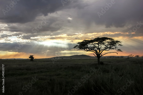 Sky with rays of light in the African savannah in the sunset