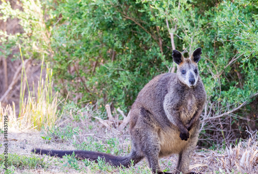 Kangaroo along the road, Victoria forest - Australia Kangaroo along the road, Victoria forest - Australia