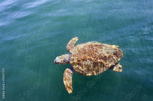 Loggerhead sea turtle (caretta caretta) in Cephalonia (Kefalonia), Greece
