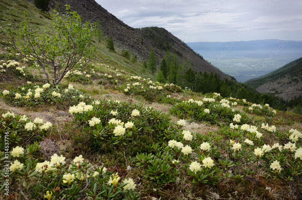 flowers on a background of mountains