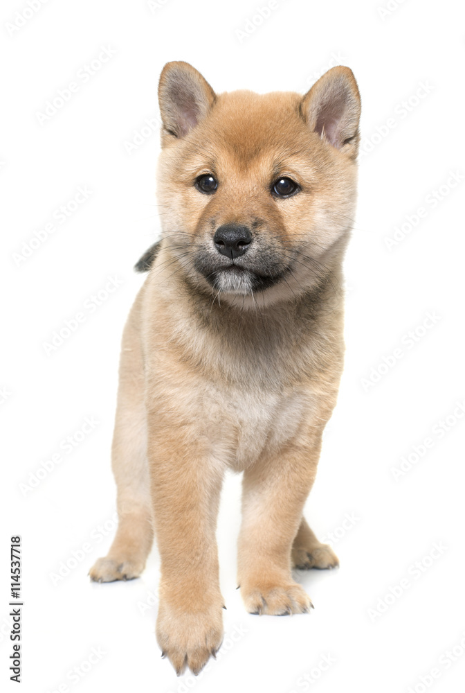 puppy shiba inu puppy shiba inu