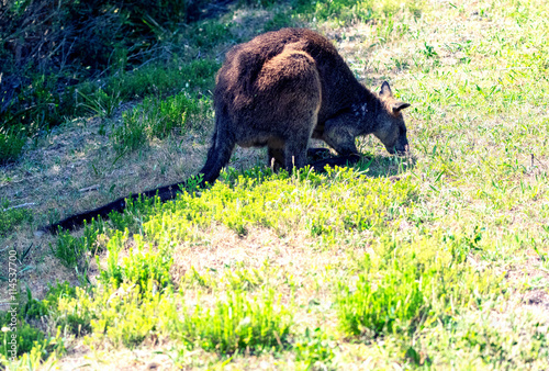 Kangaroo along the road, Victoria forest - Australia