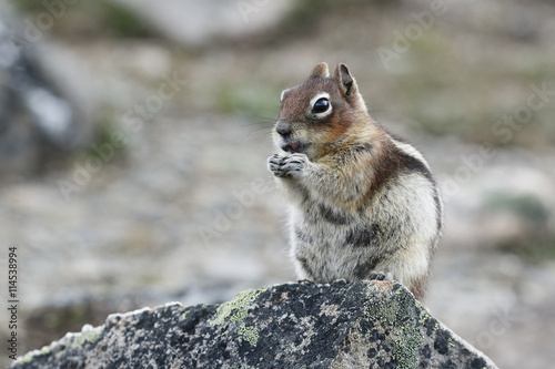 Golden-mantled Ground Squirrel - Jasper National Park