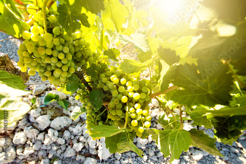 White wine grapes in vineyard photo