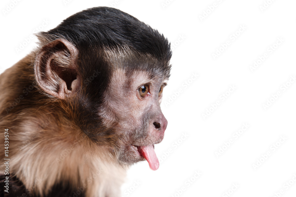 Naklejka premium cute little monkey