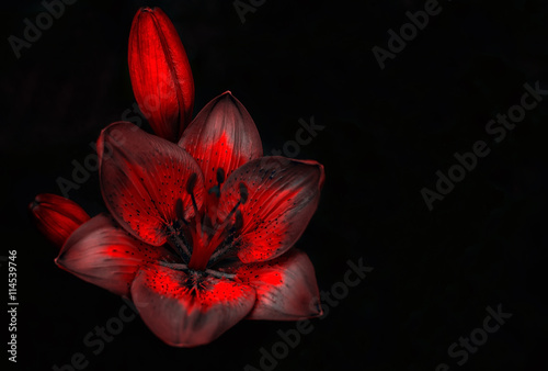 wild red flower with a bud on a black background