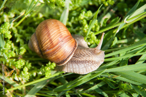 One snail is crawling in the green grass