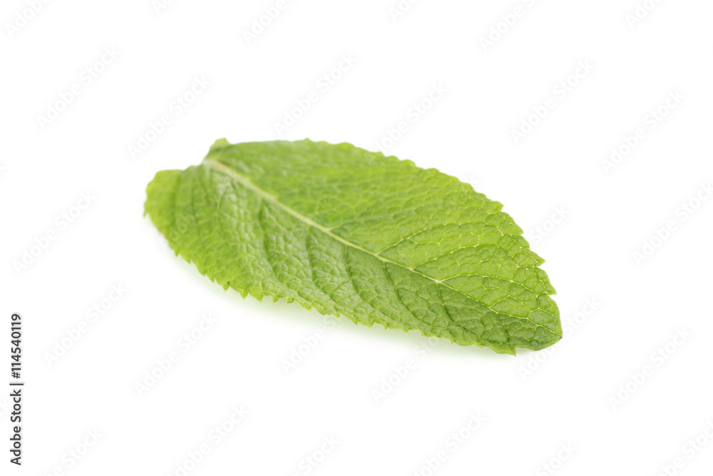 Fresh mint leaf isolated on a white Fresh mint leaf isolated on a white