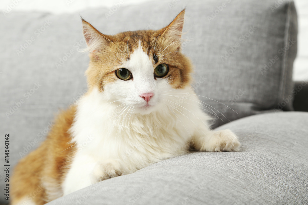Beautiful cat on a grey sofa, close up Beautiful cat on a grey sofa, close up