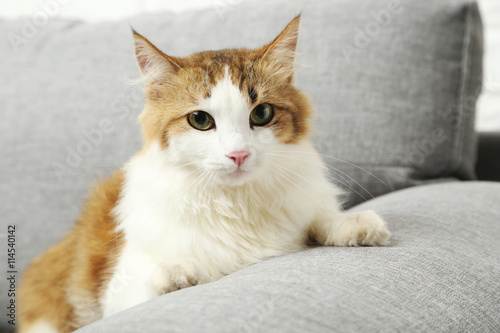 Beautiful cat on a grey sofa, close up