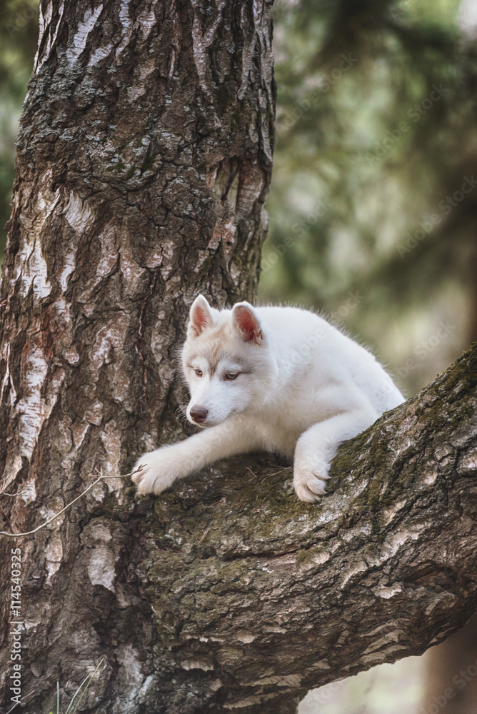 Puppy. Portrait on the tree in outdoor.