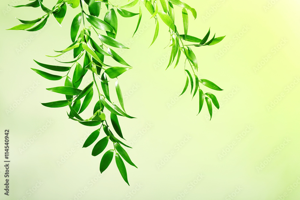 Tree branch with green leaves on color background