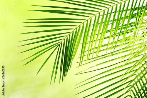 Green leaves of palm tree on color background