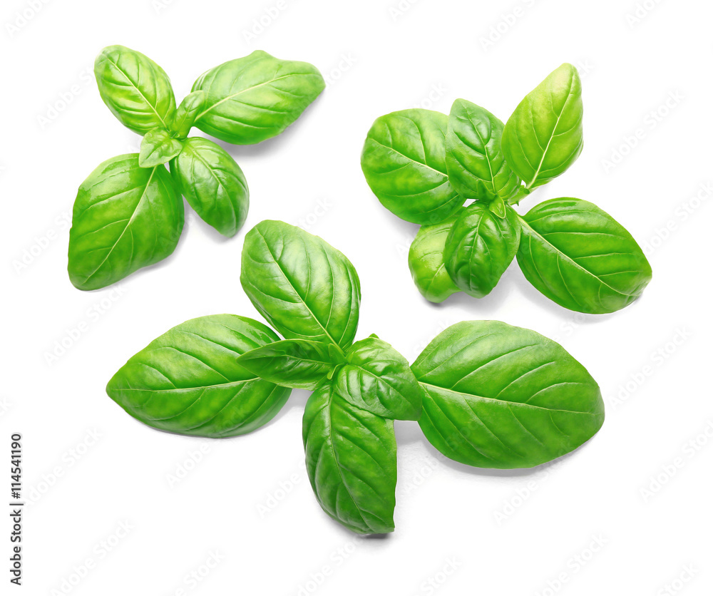 Basil leaves, isolated on white Basil leaves, isolated on white