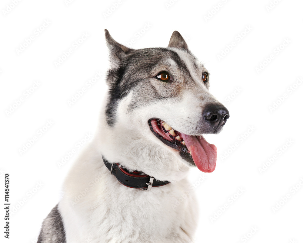 Dog isolated on white