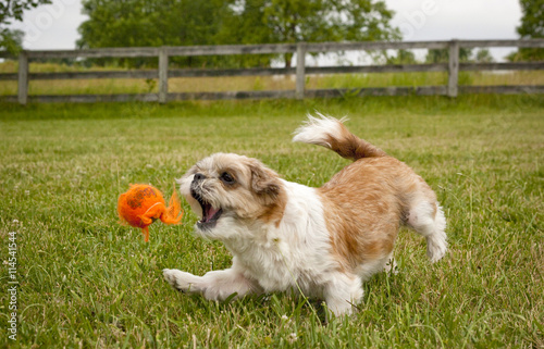 Adorable Shih-Tzu dog chasing after orange ball with mouth agape