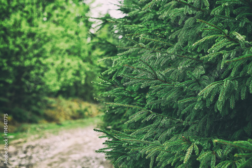 Pathway in mountain forest