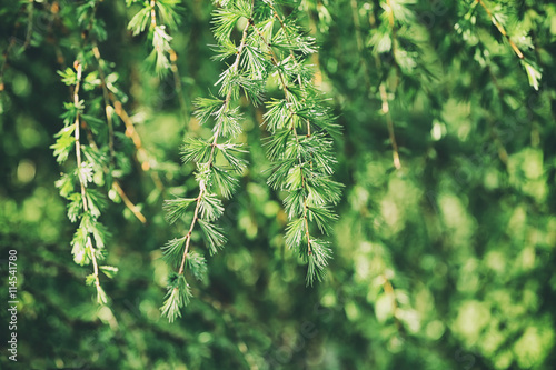 Green branch on natural blurred background