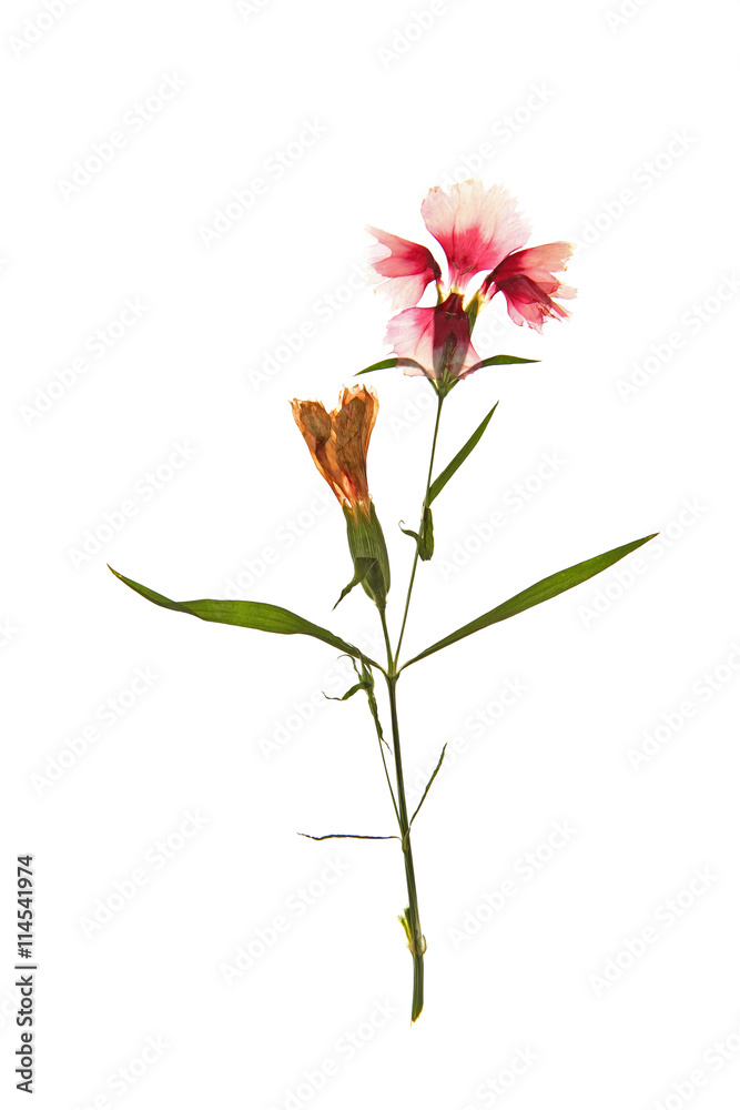 Naklejka premium Beautiful dried blossoms isolated on white