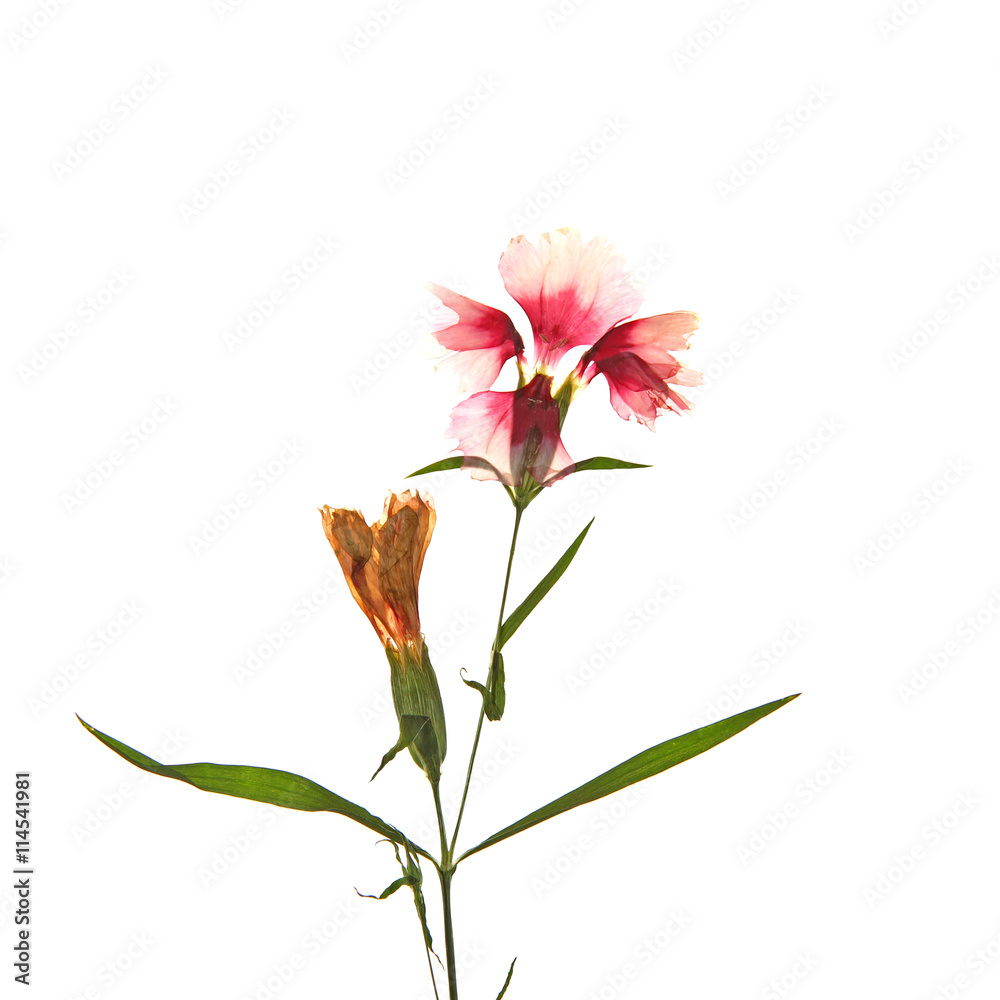 Fototapeta premium Beautiful dried blossoms isolated on white