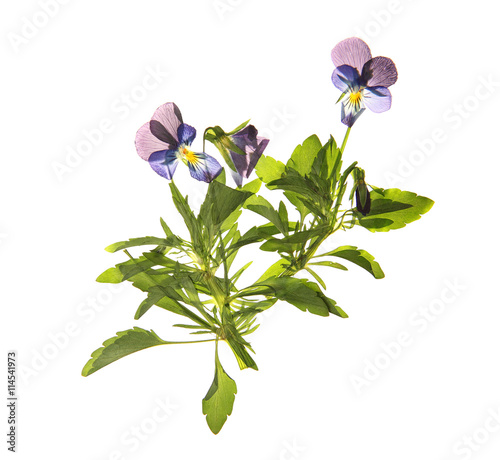 Beautiful dried blossoms isolated on white