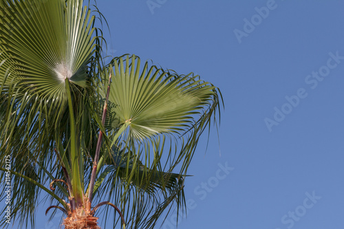 Palm tree on sky