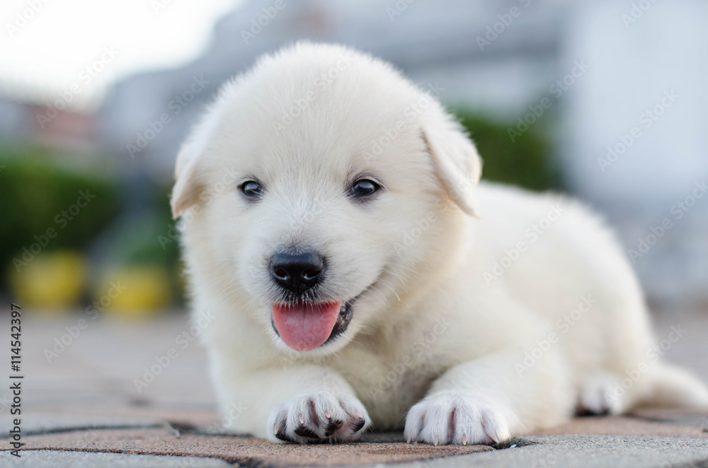 dog- puppy outdoors dog- puppy outdoors