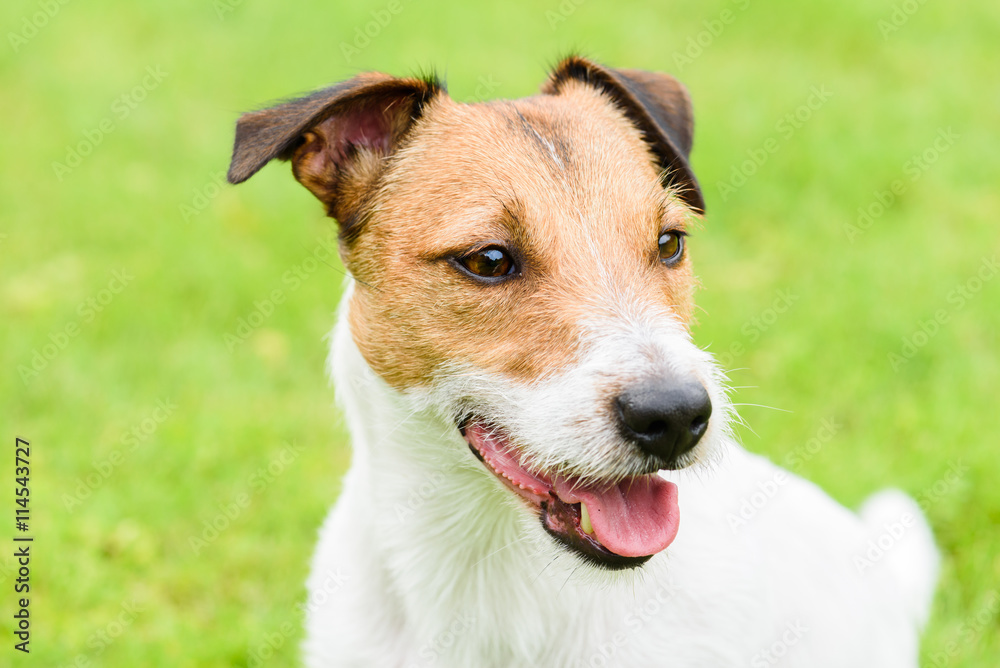 Cute purebred Jack Russell Terrier dog headshot portrait Cute purebred Jack Russell Terrier dog headshot portrait