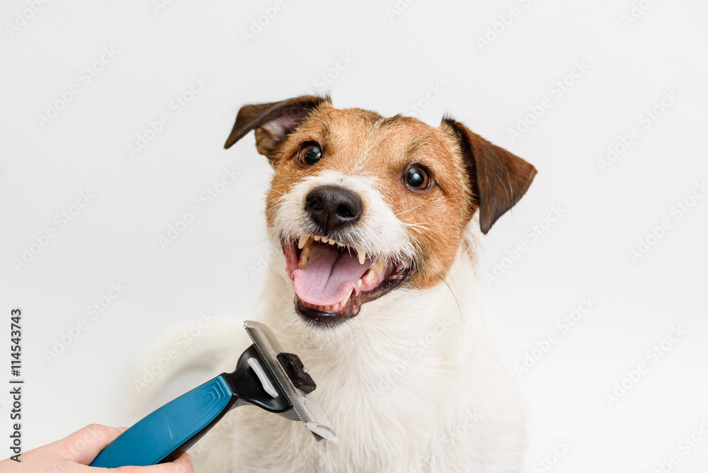 Grooming and combing hair with brush for happy dog Grooming and combing hair with brush for happy dog