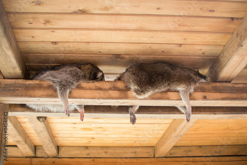 lazy coons