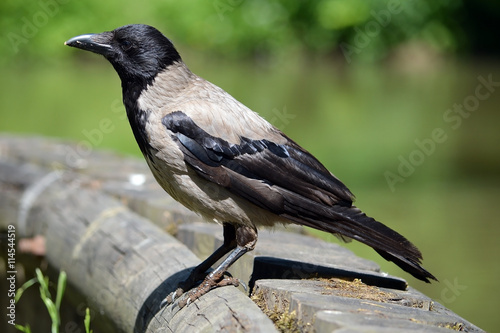 Городская серо-черная ворона сидит на бревне у пруда в городском парке