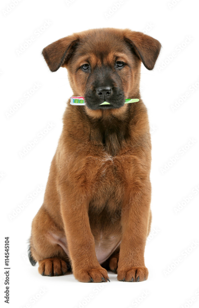 Cute puppy with tooth brush, isolated on white Cute puppy with tooth brush, isolated on white